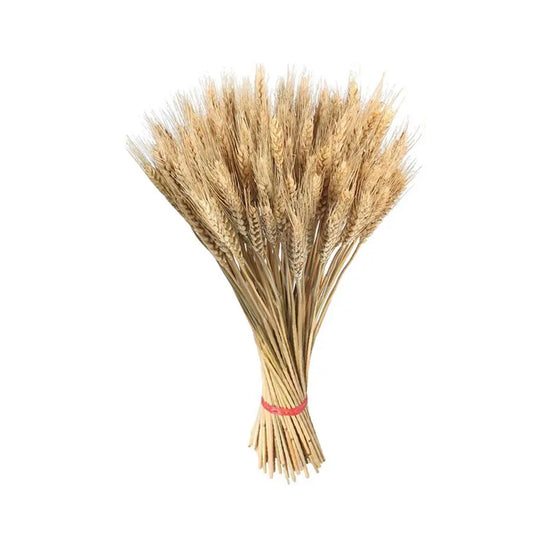 Fleur d'epi de ble naturelle | Natural Wheat Ear Flower