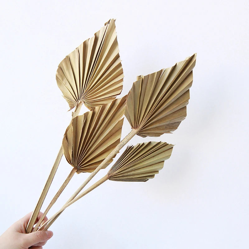 Feuille d'éventail de palmier | Palm fan leaf