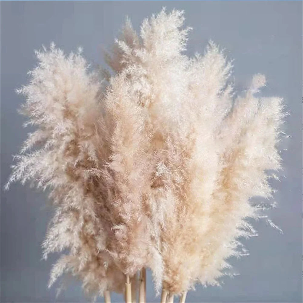 10Pcs 80-120CM Fluffy Pampas Séchéé | 10Pcs 80-120CM Fluffy Dried Pampas