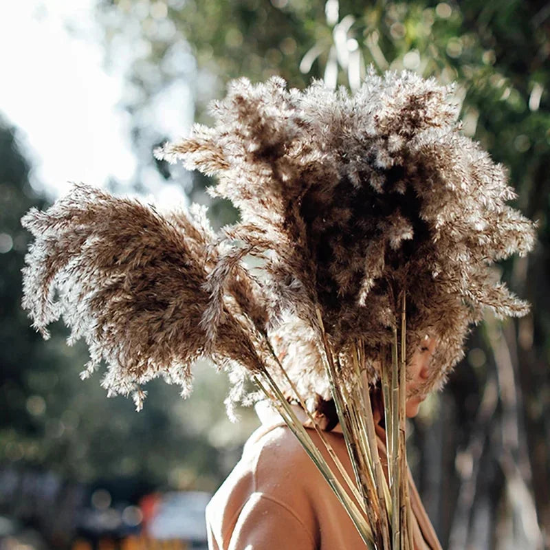 60-70cm Fleur naturelle séchée | 60-70cm Natural Dried Floral