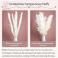 15 Pcs Pampas Naturel | 15Pcs Natural Pampas